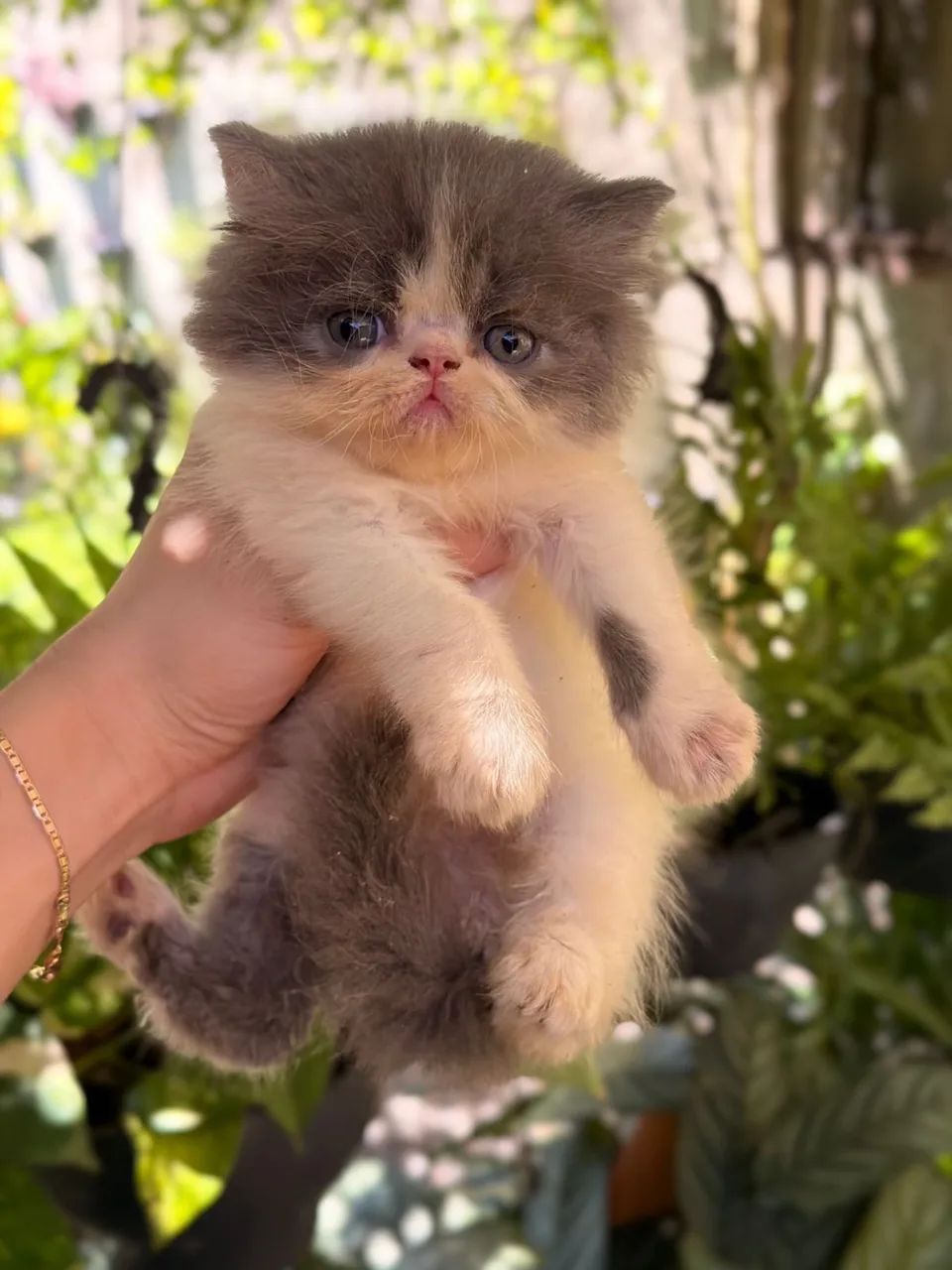 Gato persa - Foto 2