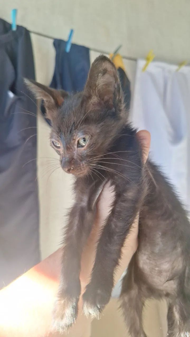 Gato filhote macho - Foto 4