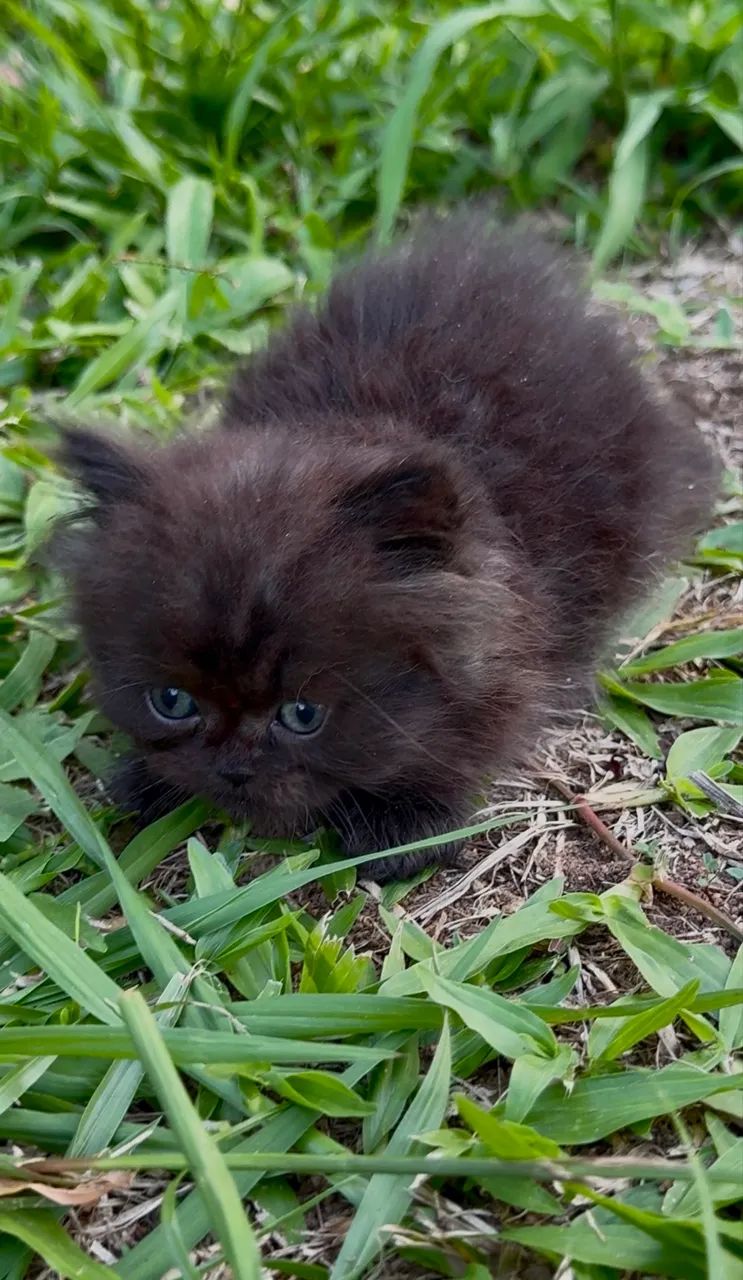 Gato Persa preto macho filhote **Faço entrega - Foto 2