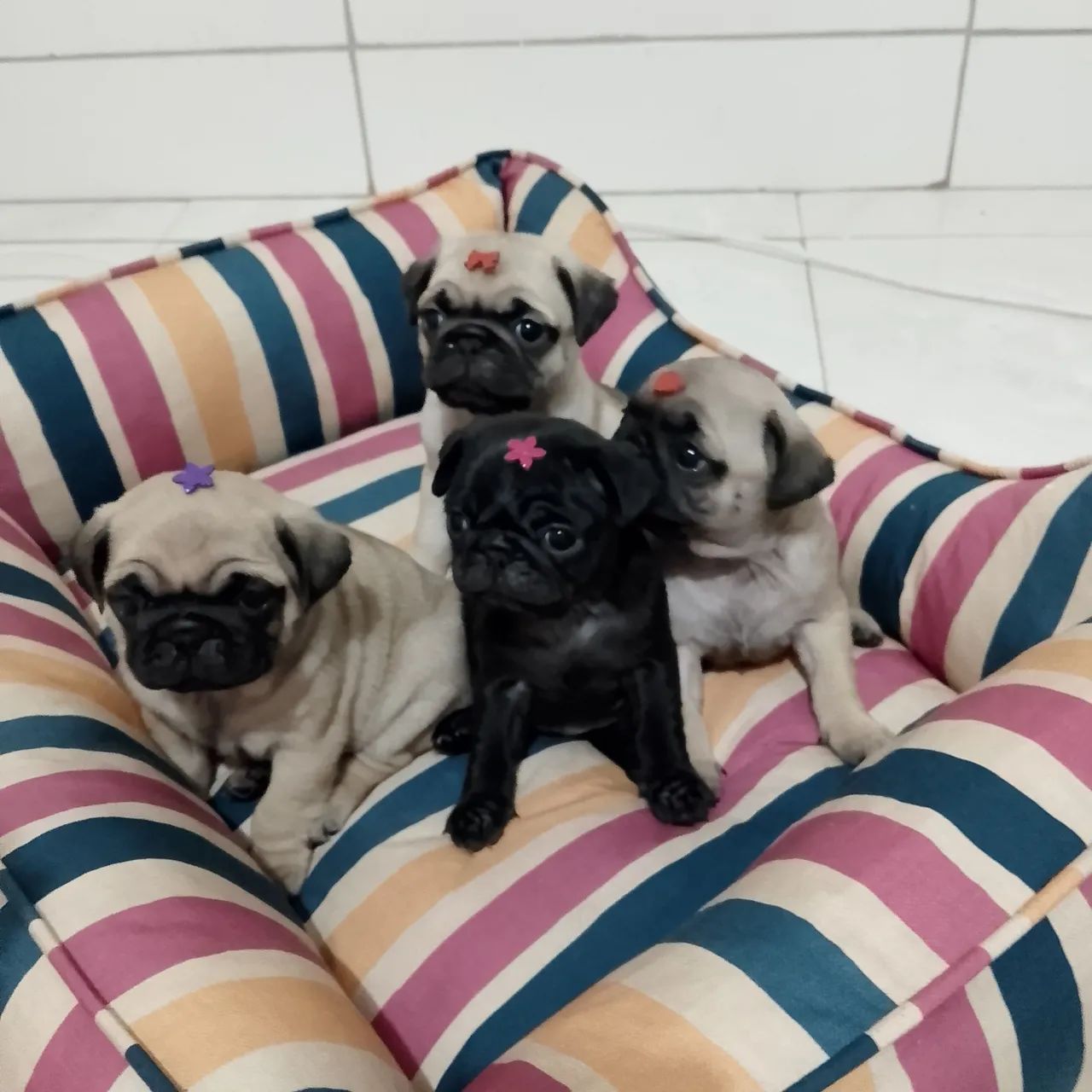  Pug fêmeas  - Foto 5
