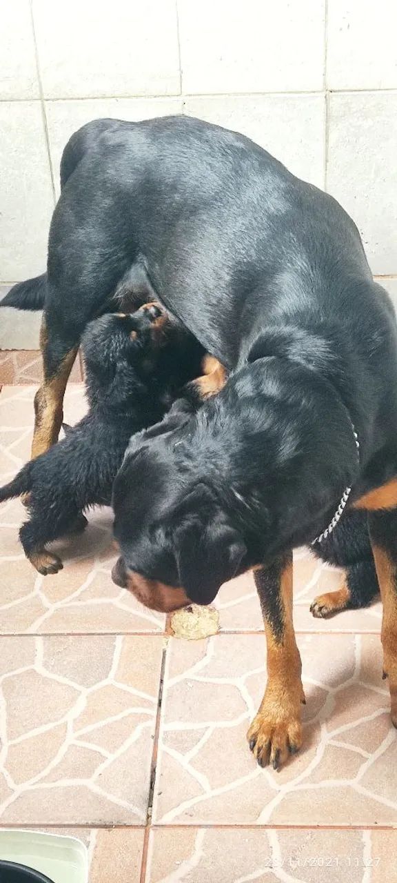 Rottweiler parcela em 10 vezes sem juros  - Foto 2