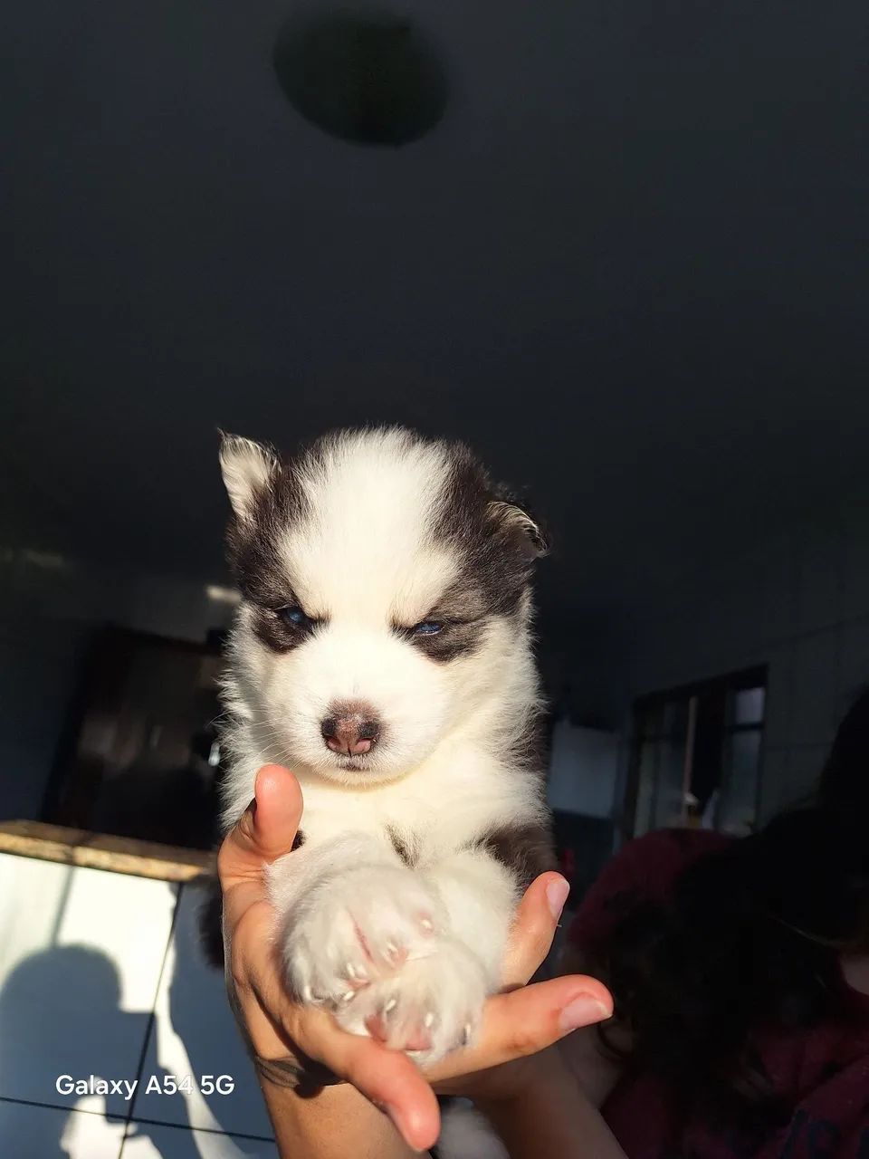 Cachorros  - Foto 4