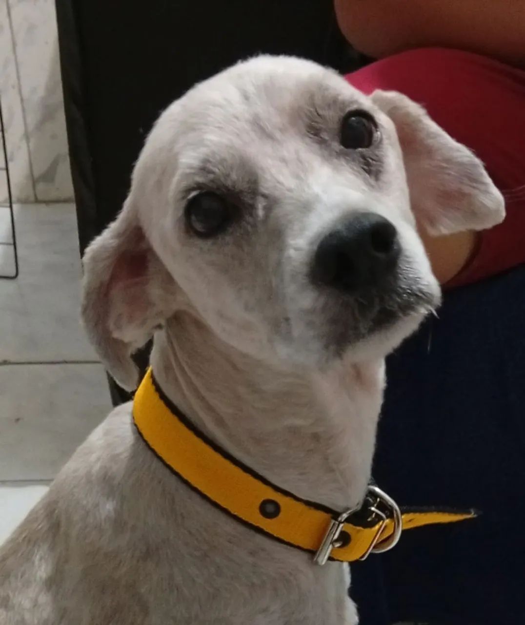 Adoção responsável  - Foto 5