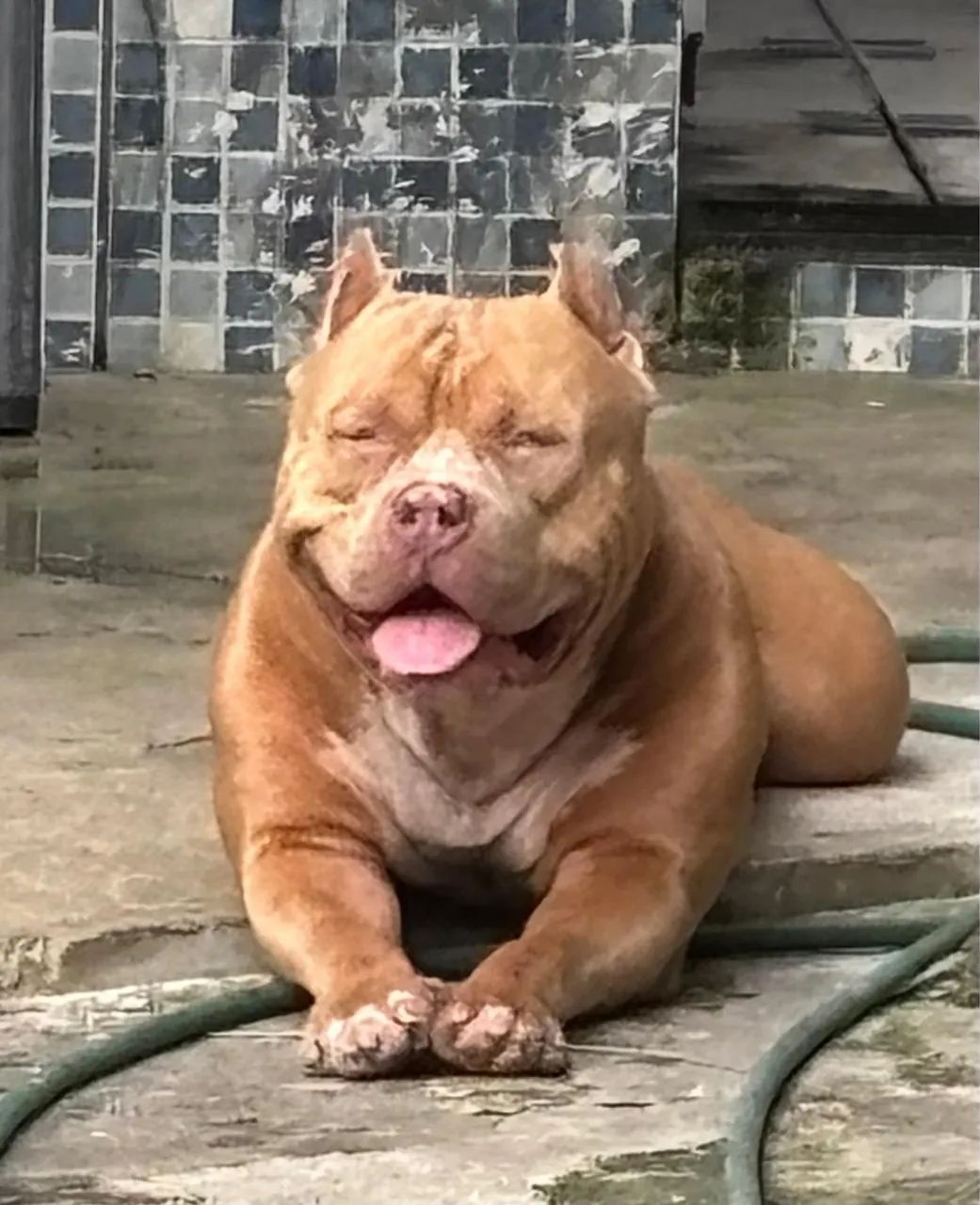 Filhotes de pit monster com pedigree  - Foto 4