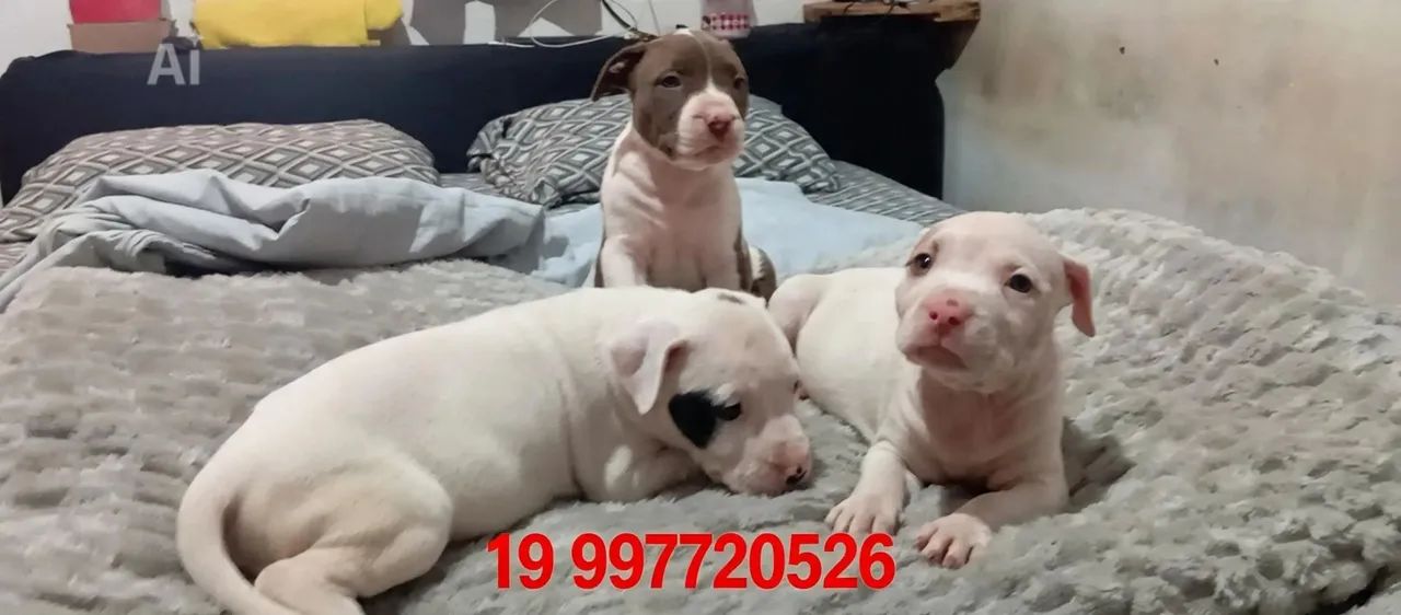 Filhote de Pit Bull  - Foto 4