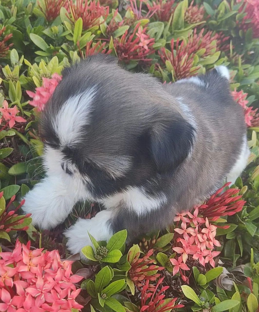 Vendo Shitzu macho micro ?