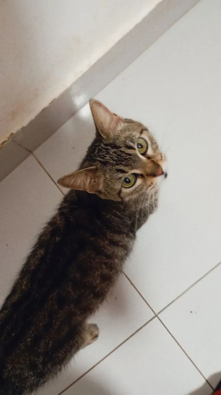 Doação de gata castrada - Foto 4
