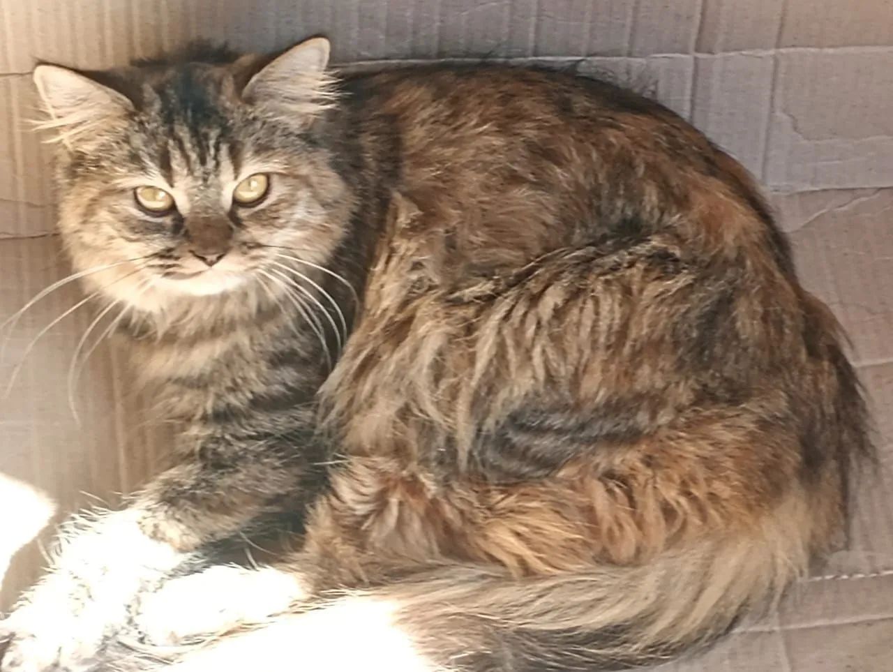 Gata. Persa - Foto 3