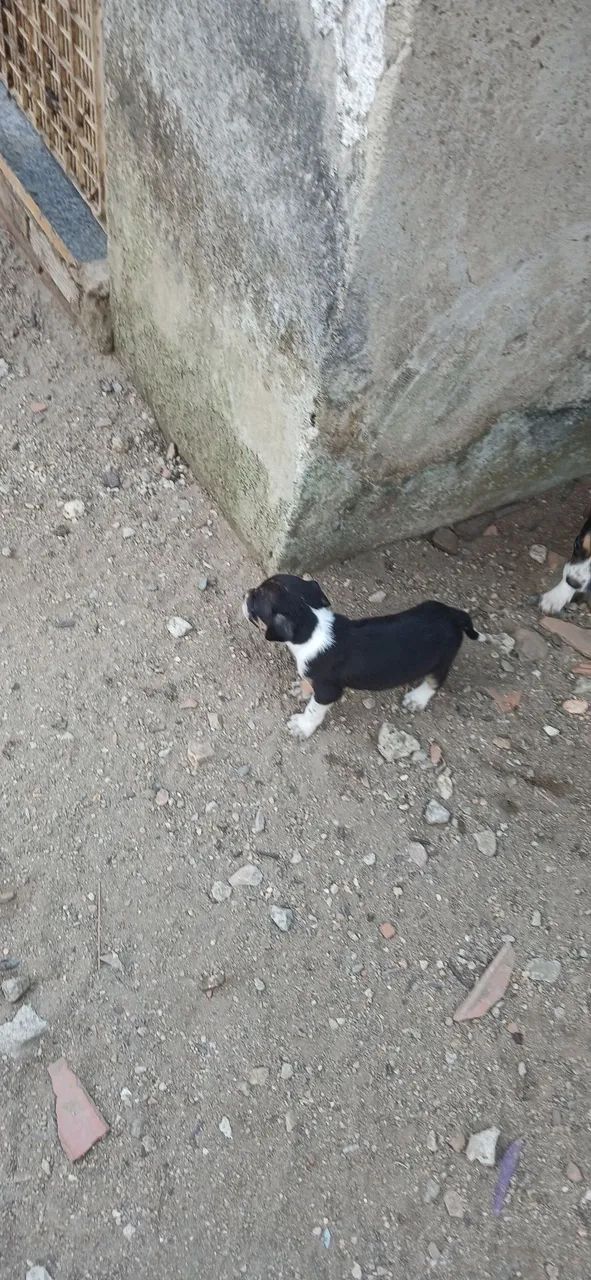 Adoção de pet - Foto 5