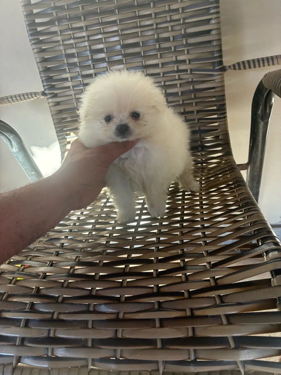 Lulu da pomeranea 