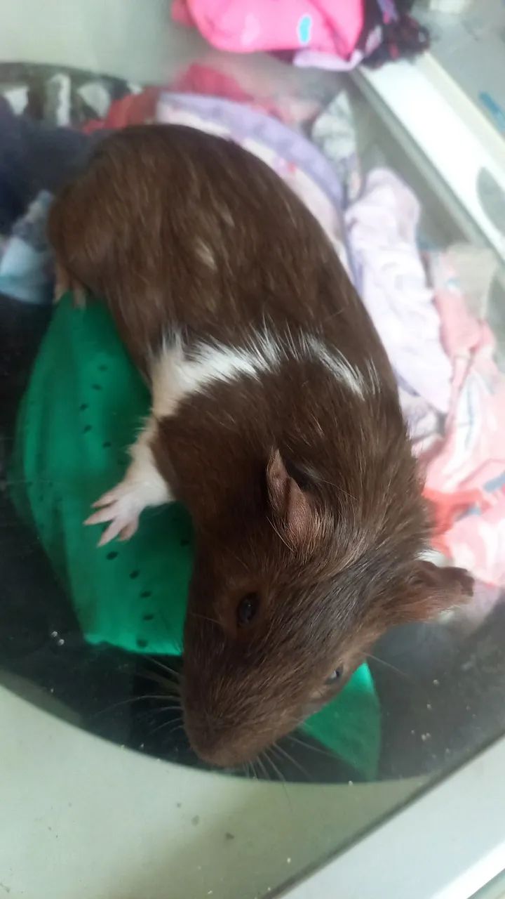 Porquinho-da-Índia Macho - Foto 2