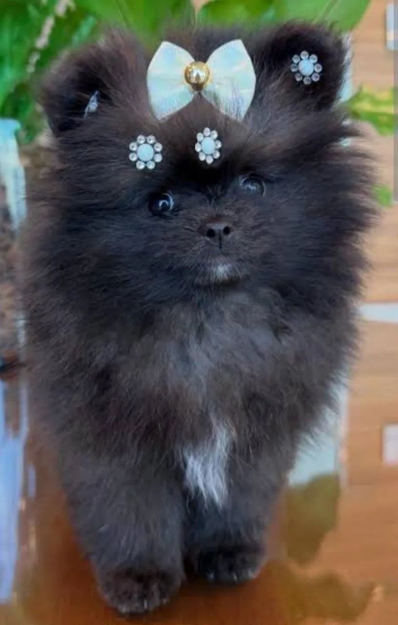 Spitz alemão 