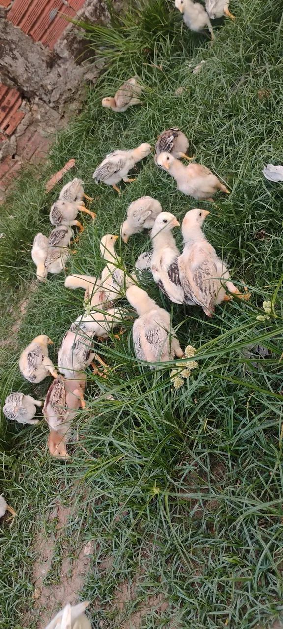 Vendo pintos caipira e indianos crista bola