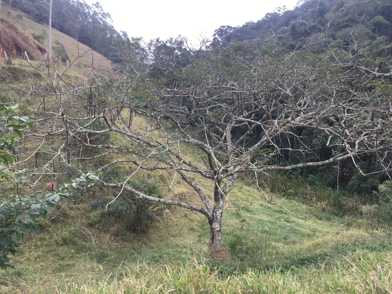 VENDO SITIO 3 ALQUEIRES EM NATIVIDADE DA SERRA ( 4291 ) - Foto 2