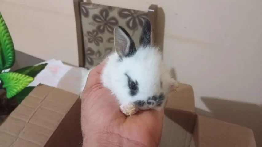 Filhote de Coelho da Raça Mini Lion