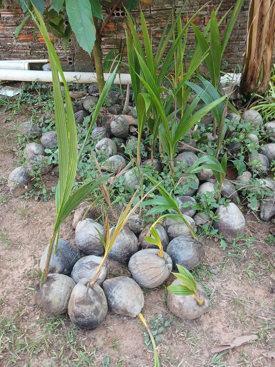 Mudas de coco