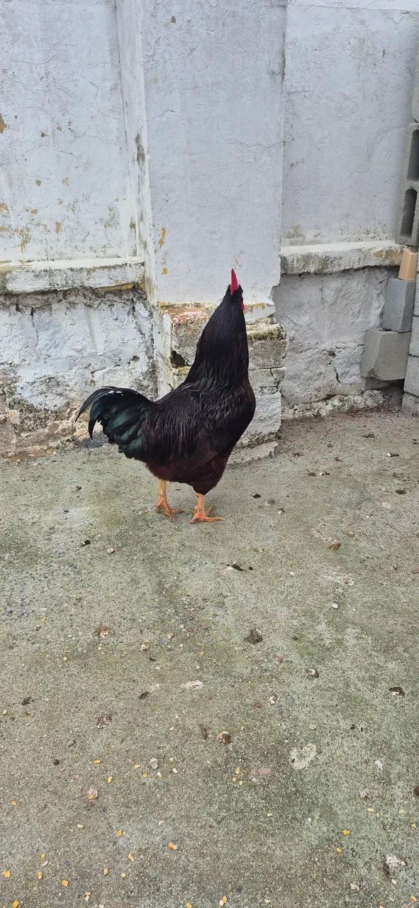 Galo Rhode Island Red  - Foto 3