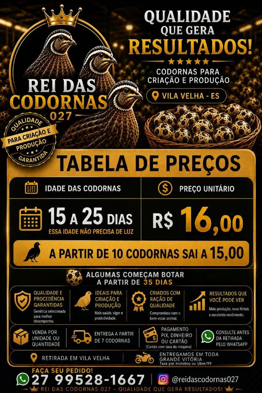 CODORNAS JOVENS À VENDA - REI DAS CODORNAS 027