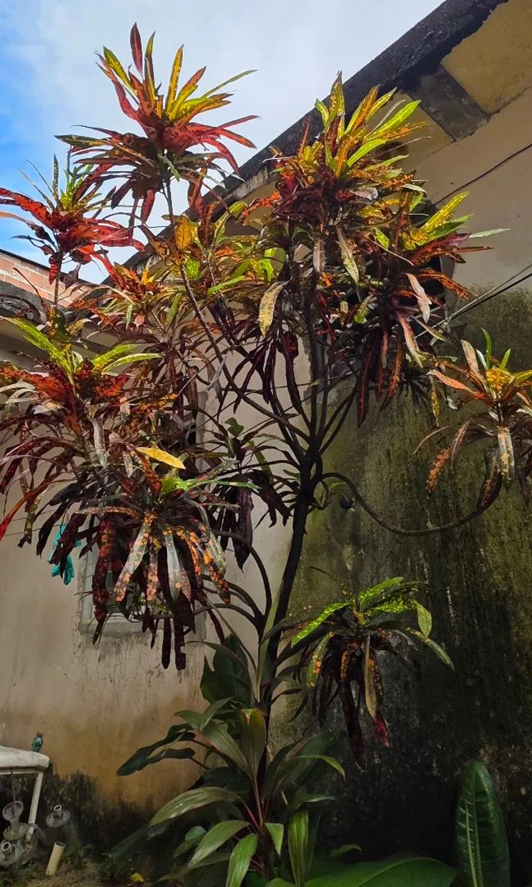 Planta Cróton <br> - Foto 3