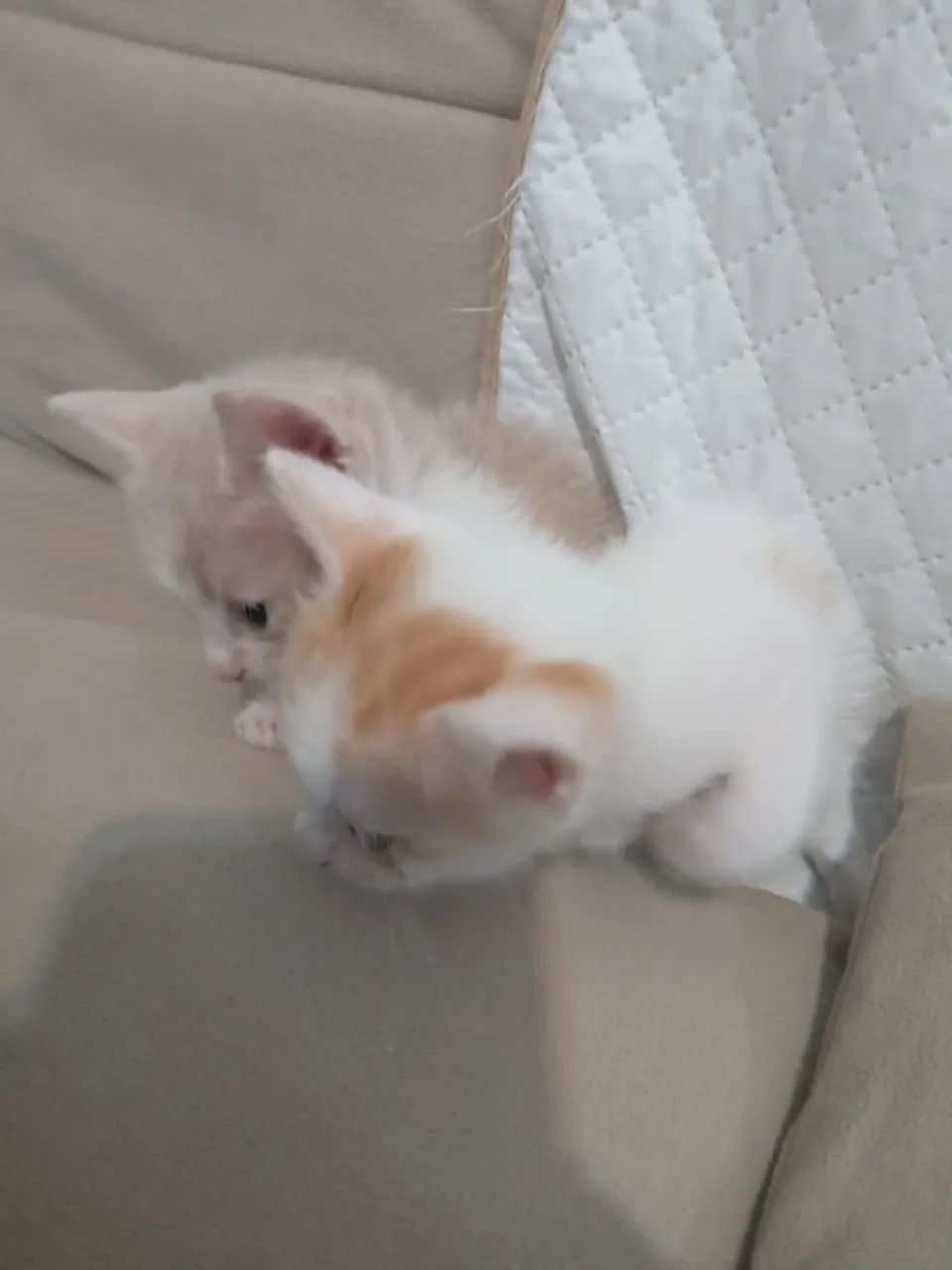 Doa-se filhotes de gato laranja e branco - Foto 2