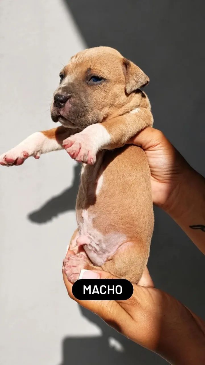 Filhotes de Monster com Amstaff  - Foto 3