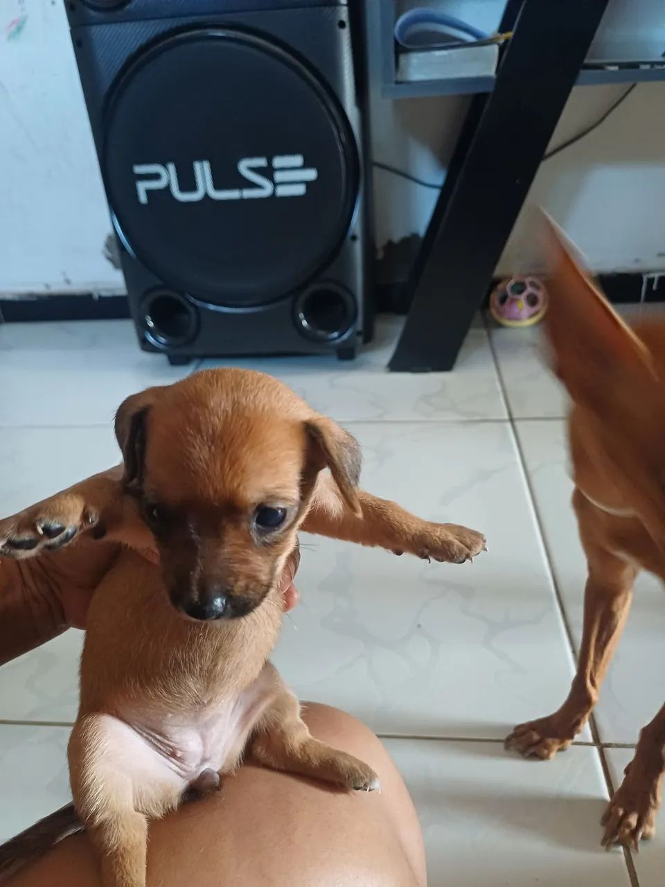 Pinscher  - Foto 2