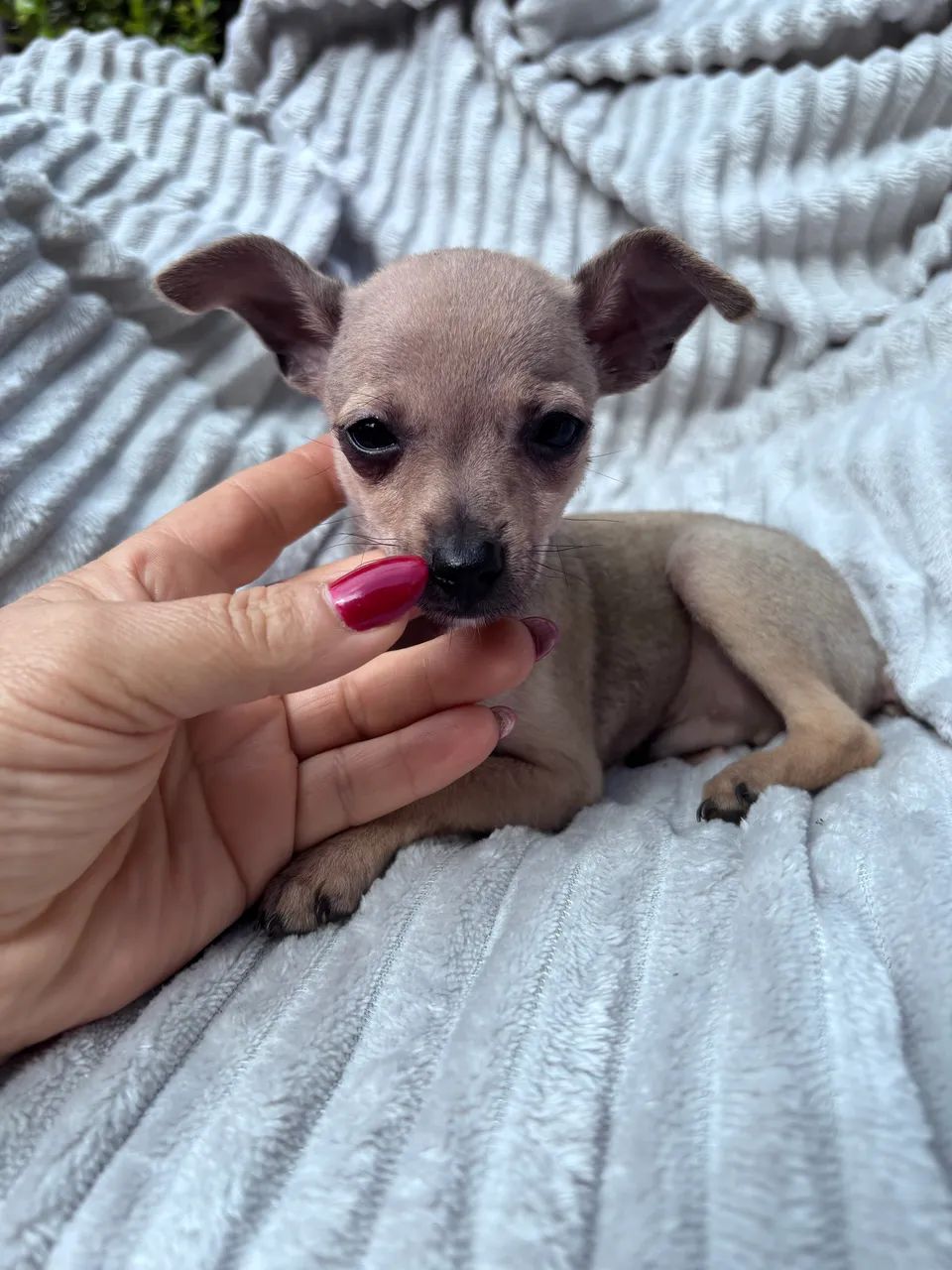 Pinscher machinho