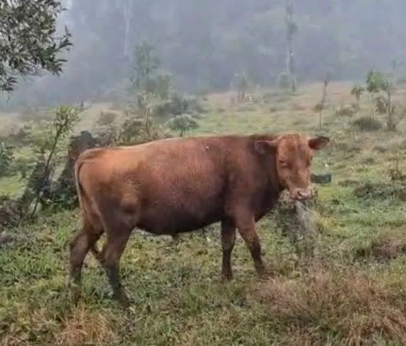 Gado Angus e gado Jersey - Foto 5