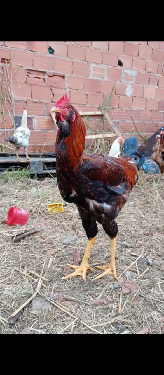 Frango gigante - Foto 2