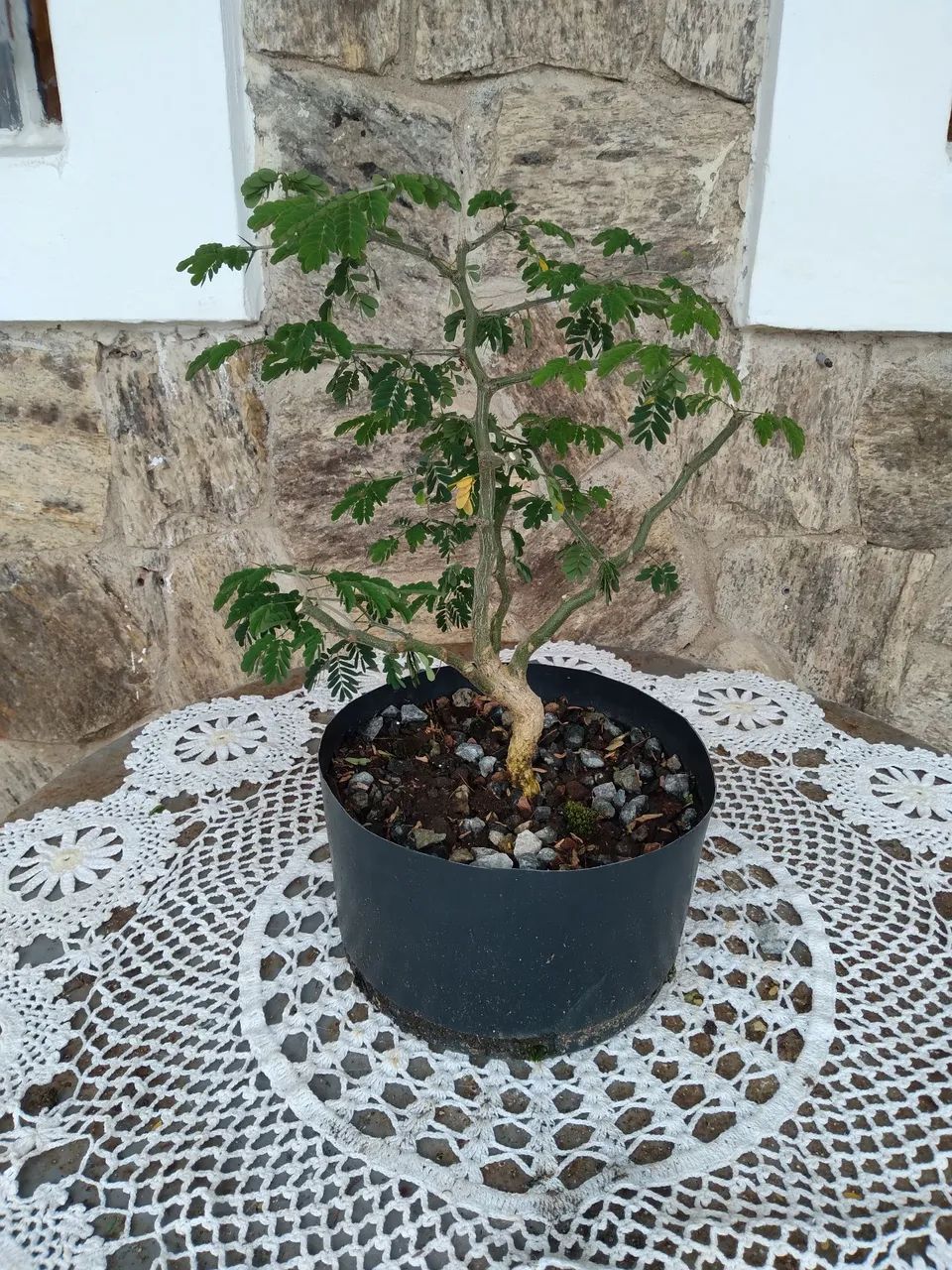 Pre Bonsai Pitheco de 1 Ano - Foto 3