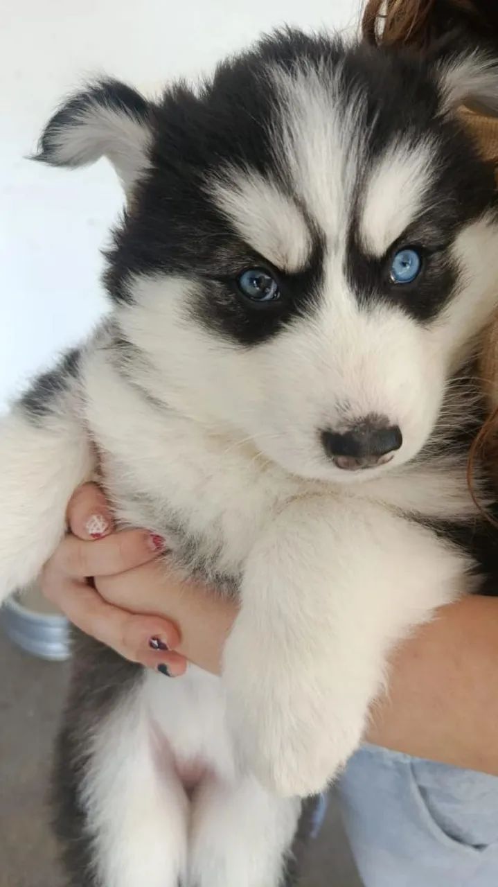 Filhotes de cachorro Ruskie Siberiano  - Foto 3