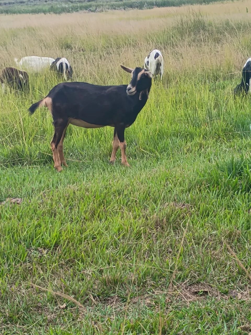 Cabras - Foto 3