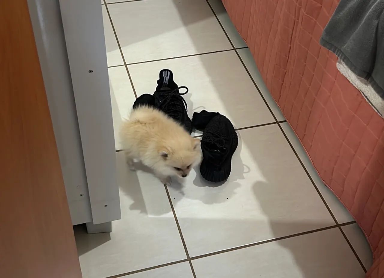 Cachorro 