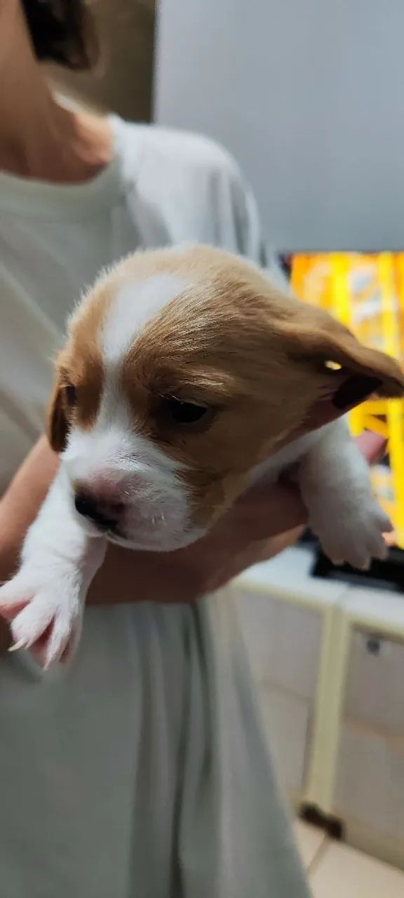 Filhote de Beagle  - Foto 4