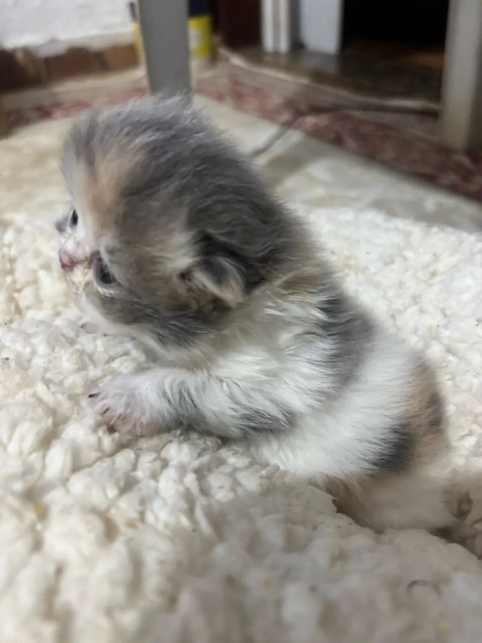 Gatinha persa  - Foto 3