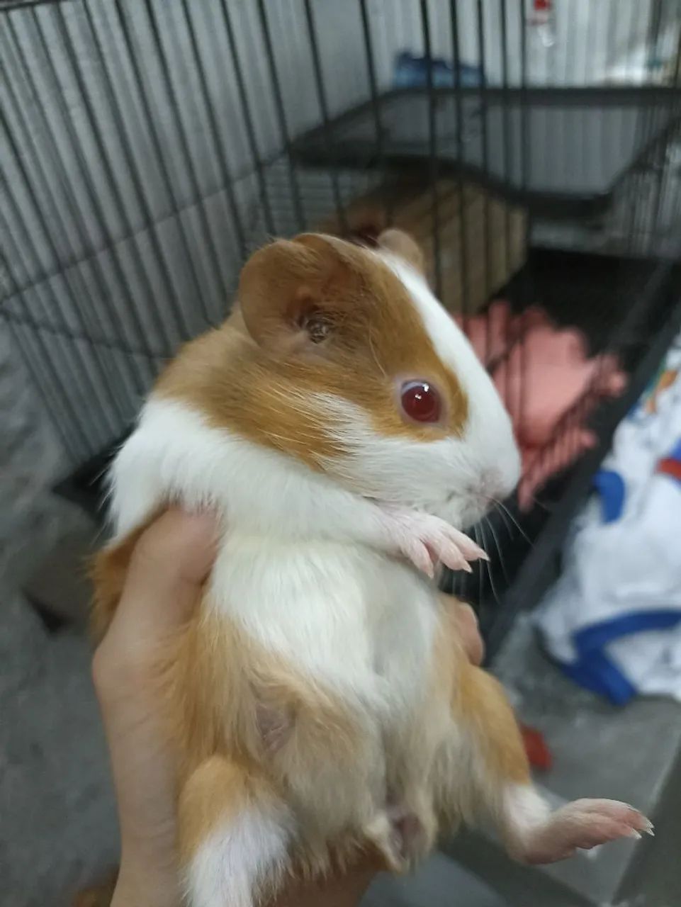 Porquinha da Índia para doação  - Foto 3