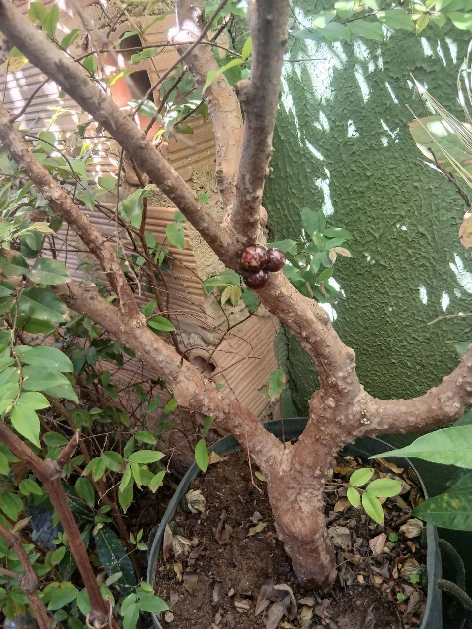 Pe de jabuticaba  - Foto 5