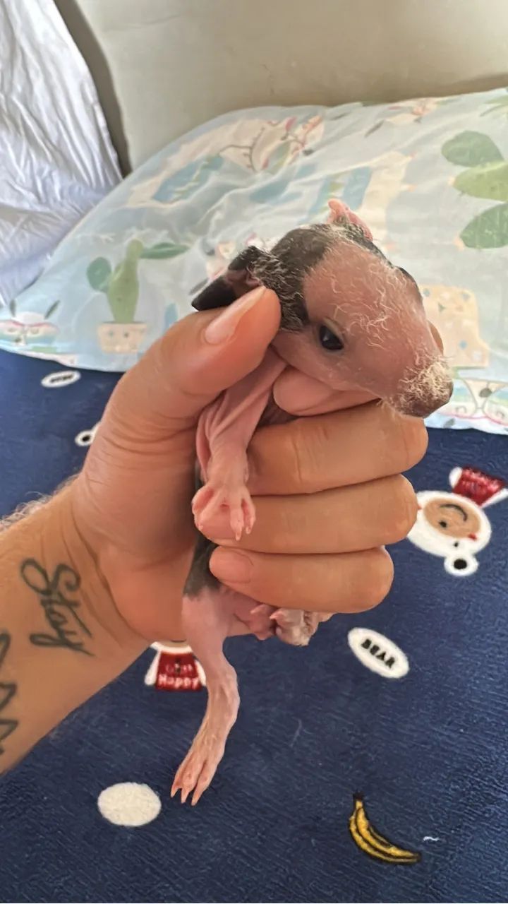 Vende se porquinho da índia Skinny - Foto 3