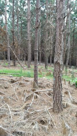 Fazenda de Pinus - Foto 3