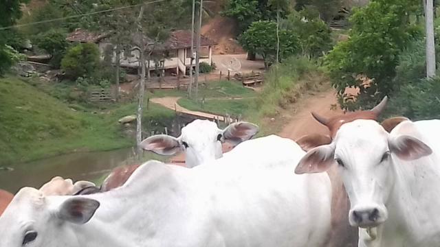 Fazenda Bom Jardim - Foto 12