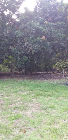 Sítio no Rio São João na estrada de Ribamar - Foto 4
