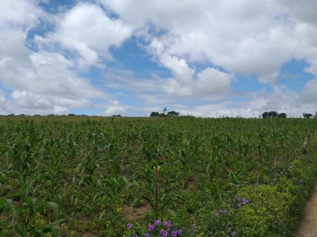 Terreno - Foto 6