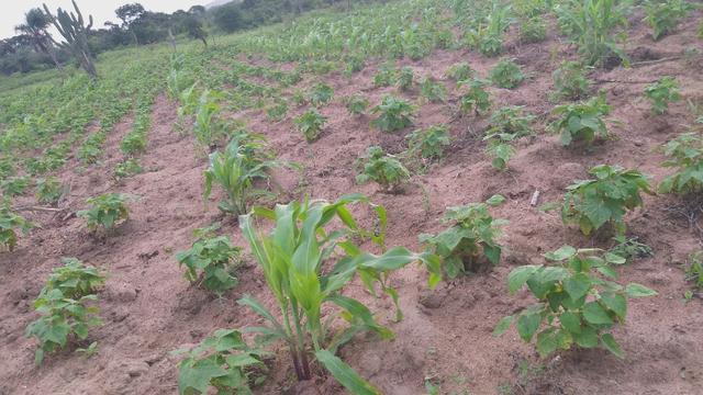 Terreno - Foto 2