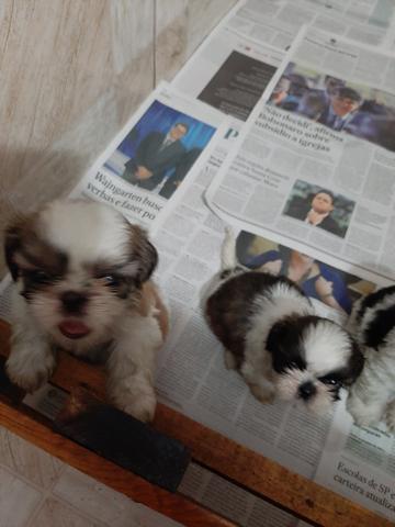 Filhotes Shih Tzu - Foto 4