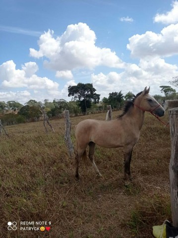 Lindo potro a venda 