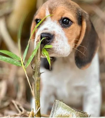 Excelente procedência de Filhotes Beagles com pedigree  - Foto 2
