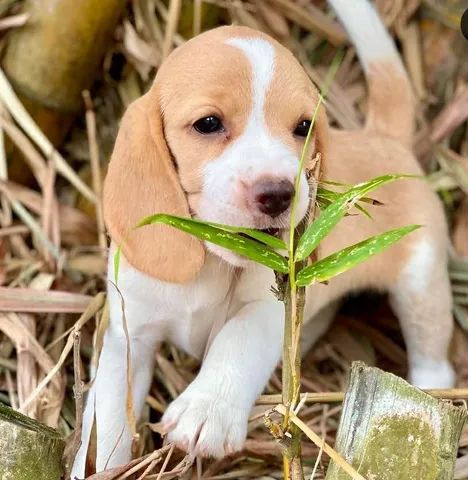 Excelente procedência de Filhotes Beagles com pedigree 