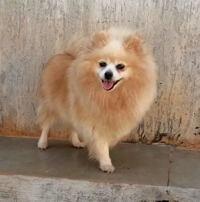 Sptiz alemão macho - pedigree CBKC - poarcelp em até 10x - Foto 4