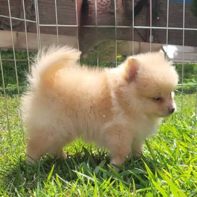 Sptiz alemão macho - pedigree CBKC - poarcelp em até 10x - Foto 2