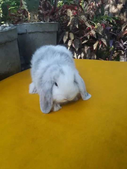 Coelho mini lop uruguaio importado Megpie  - Foto 6